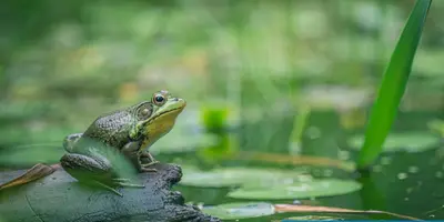 Eat the Frog first